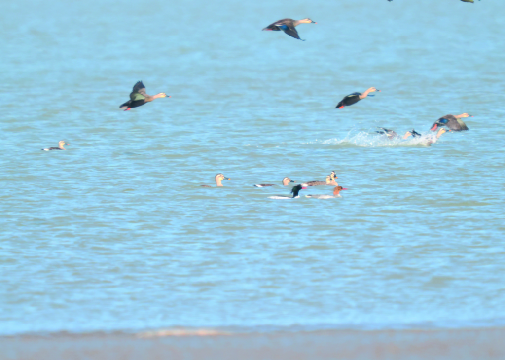 “國鴨”首次造訪，為這里的生態治理“點贊”