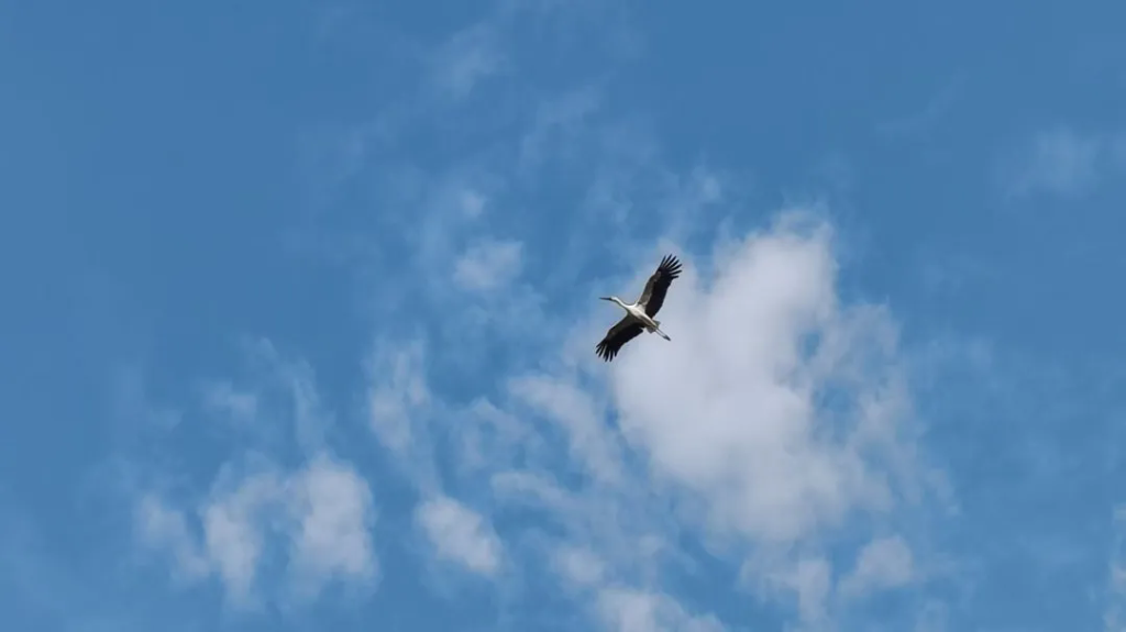 就賴這了！“趕不走”的國家一級保護(hù)動物東方白鸛！